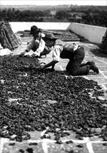 séchage de figues dans le salento sur les terrasses de masserias, 1955