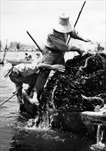 l'élevage de figues dans la mer de taranto, 1967