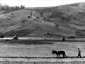 travail dans les champs près de campobasso, 1959