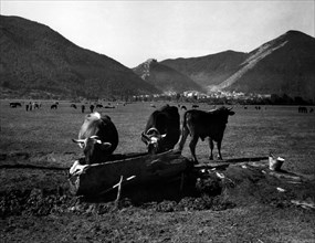 élevage de bovins près d'avellino, 1962
