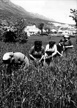 paysannes au travail à san pietro infine, 1954