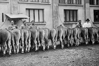 génisses et jeunes taureaux élevés à la foire agricole de milan, 1933