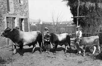 italie, bétail alpin, 1920 1930