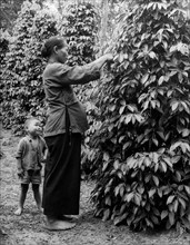 asie britannique, borneo, sarawak, culture du poivre, 1953