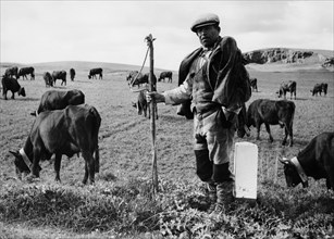 italie, sicile, monterosso, berger faisant paître le bétail, 1967