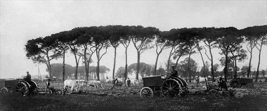 italie, toscane, coltano, agriculteurs au travail avec des tracteurs fiat, 1921