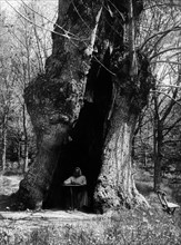 italie, toscane, camaldoli, moine à l'intérieur d'un grand arbre dans la forêt, 1920 1930