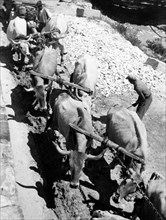 italie, toscane, carrara, transport de marbre à l'aide de bœufs, 1930 1940