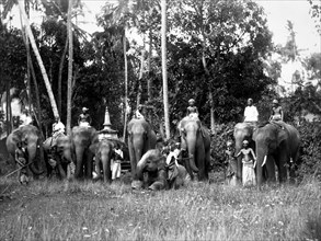 asie, sri lanka, groupe d'éléphants sacrés pour les bouddhistes, 1910