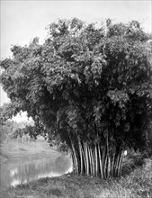 asie, sri lanka, bambou dans le jardin botanique de kandi, 1910