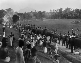 asie, sri lanka, groupe d'éléphants en ligne à batnapura, 1910