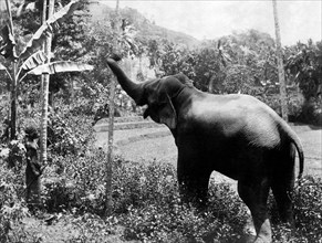 asie, sri lanka, éléphant cinghalais sacré pour les bouddhistes, 1910