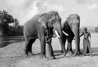 asie, sri lanka, éléphants siamois utilisés pour le travail, 1910