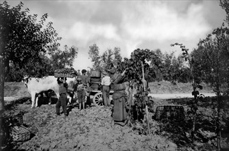toscane, valdarno, paysans pendant les vendanges, 1910 1920