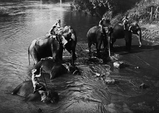 asie, sri lanka, éléphants sacrés de kandy se baignant, 1930