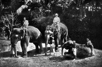 sri lanka, éléphants dressés à kandy, 1920 1930