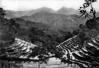 sri lanka, vue d'une plantation de thé, 1920 1930