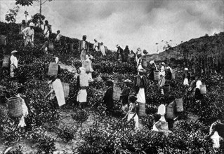 sri lanka, cueilleurs de feuilles de thé, 1920 1930