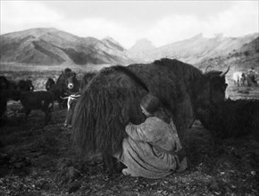 asie, chine, fille tibétaine trayant un yak, 1920 1930