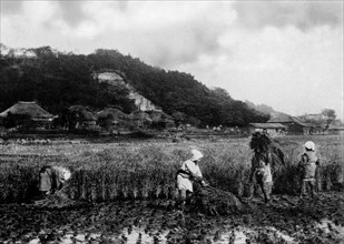 asie, chine, récolte de riz, 1930 1940