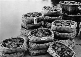 japon, paniers d'huîtres perlières, 1920 1930