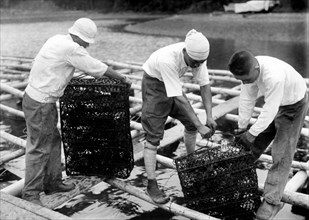japon, des cages contenant des perles opérées sont immergées et suspendues à des raveaux, 1920 1930