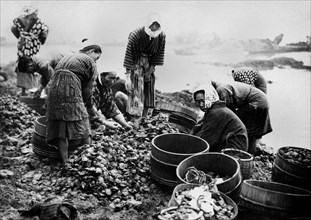 Japon, pêcheurs d'huîtres perlières japonais, 1920 1930