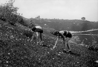 italia, trentino, monte bondone, raccolta di ranuncoli, 1930 1940
