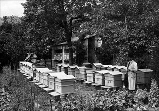 italie, trentino, val lagarina, ruches d'abeilles, 1920 1930
