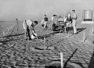 moyen-orient, israël, premières plantations dans les déserts du negev, années 50