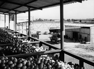 medio oriente, israele, ashdod, stabilimento per la lavorazione degli agrumi, 1963