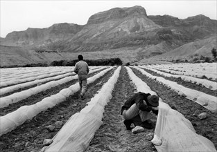medio oriente, israele, coltivazione a ein ghedi, 1963