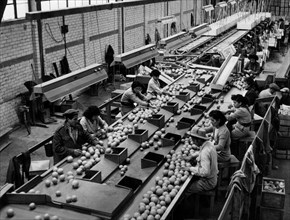 moyen-orient, israël, industrie à rehovot, emballage d'orangers, 1960