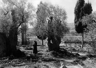 medio oriente, israele, gerusalemme, giardino getsemani, piante di ulivo, 1956