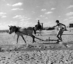 moyen-orient, israël, cultures dans le désert du negev, 1950