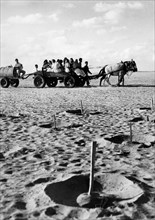 medio oriente, israele, coltivazioni nel deserto di negev, 1949