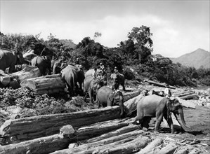 asie, laos, utilisation d'éléphants pour transporter des grumes vers la rivière, 1956