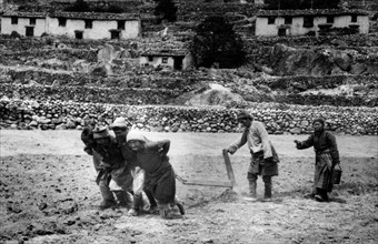 asia, nepal, agricoltura, gli sherpa provvedono all'aratura in assenza di bovini, 1960