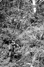 asia, malesia, indigeno pahang durante la caccia, 1959