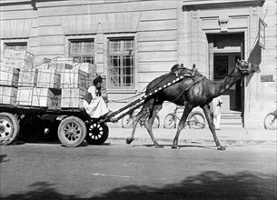 pakistan, karachi, un cammello adibito al trasporto di merci, 1955