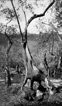 toscane, oliviers pendant la récolte des olives, 1920 1930