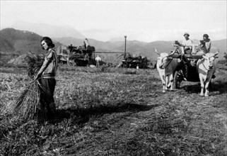 toscane, paysans au travail, 1920 1930