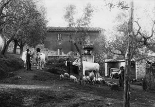 italia, toscana, massa carrara, contadini nel podere, 1920