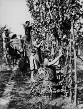 italia, toscana, contadini durante la vendemmia, 1920