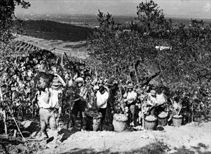 italie, toscane, agriculteurs pendant les vendanges, années 1920