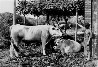 toscane, florence, bœufs dans la ferme, 1920