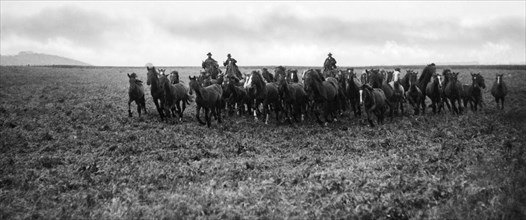italie, toscane, alberese, cow-boys conduisant un troupeau de chevaux, 1910 1920