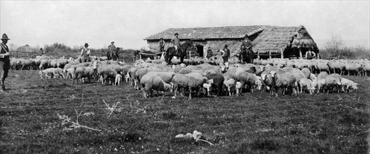 italie, toscane, éleveurs dans une ferme de moutons, 1910 1920