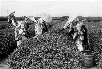 japon, cueillette du thé dans les plantations, 1920 1930