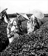 giappone, tokyo, ragazze giapponesi raccolgono le foglie di tè, 1920 1930